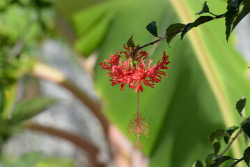 Hängender Roseneibisch, © Axel Gutjahr