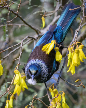 Tui bird perched on blooming Kowhai trees in spring. Vertical format. Auckland.