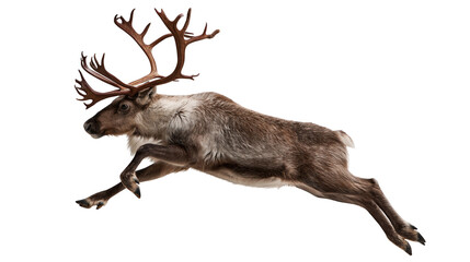 Large brown reindeer with majestic antlers leaping in mid-air © Cressida