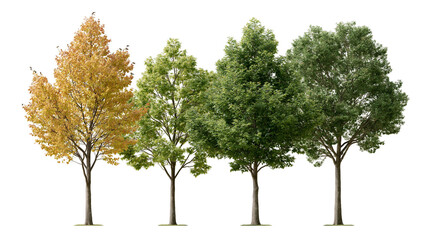 Four deciduous trees with green and yellow autumn foliage in a row © Cressida