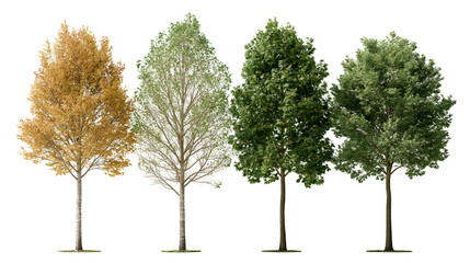 Four deciduous trees with green and yellow foliage in different seasonal stages © Cressida