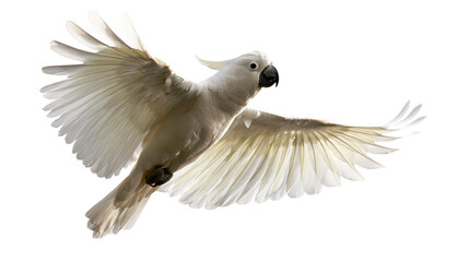 White umbrella cockatoo flying with wings spread wide © Cressida