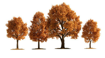 Four deciduous trees with vibrant orange and yellow autumn foliage © Cressida