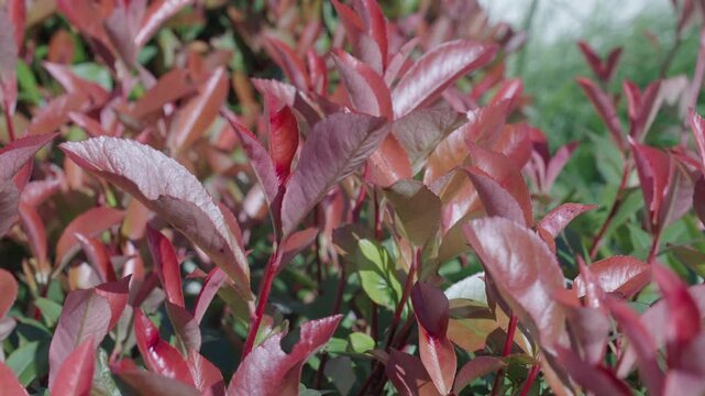 Photinia shrub plant with red leaves. Red nature leaf. Photinia plant in autumn nature with red leaf. Flora and nature. Natural environment. Lush red Photinia foliage. Autumnal fall foliage