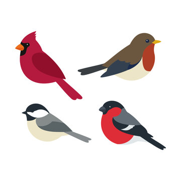 Set of four colorful wild birds including cardinal and robin in a flat vector illustration style Vector