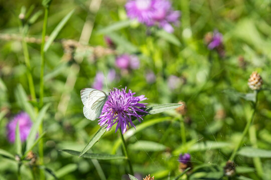 Centaurea jacea, brown knapweed, with a Green-veined White butterfly (Pieris napi) feeding on its purple flower head in a summer meadow, surrounded by lush green vegetation and soft natural bokeh. 