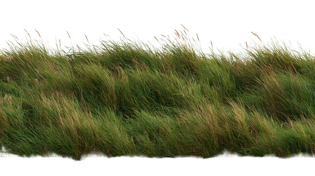 Lush green meadow grass border with long thin blades and seed heads