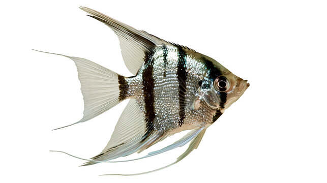 Silver angelfish with black vertical stripes and long flowing fins
