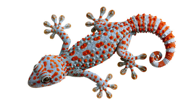 Blue and orange spotted Tokay gecko lizard with curled tail
