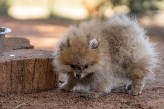pomeranian spitz puppy