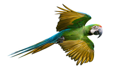 Vibrant green military macaw in flight with outstretched wings © Isadora