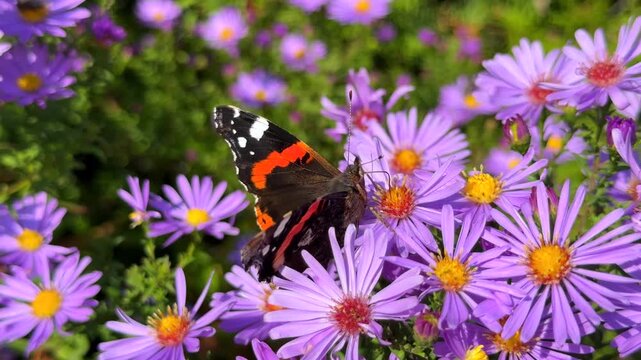 A Red Admiral butterfly feeding on vibrant purple autumn aster flowers in full bloom under bright sunny garden light.