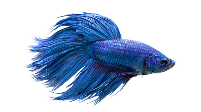 Vibrant blue Siamese fighting fish with long flowing fins