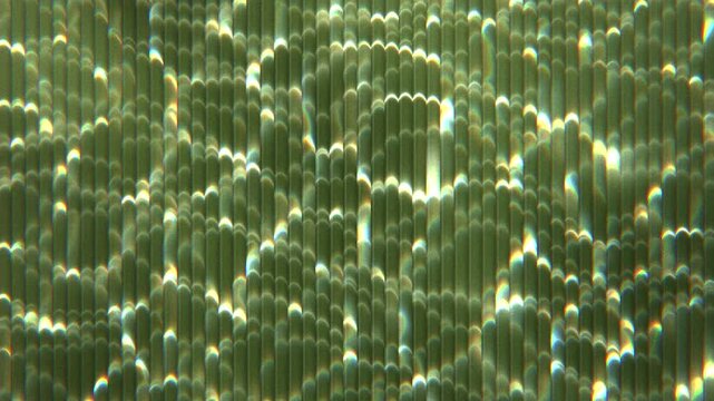 Abstract matcha green water caustics rippling behind fluted glass, calm organic light patterns, earthy seamless loop background