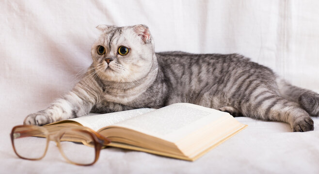 Cute cat plays with glasses and open books close up
