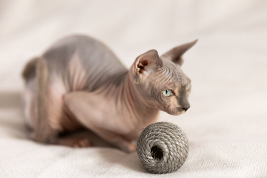 Purebred pedigree hairless domestic pet, kitten of Sphynx breed