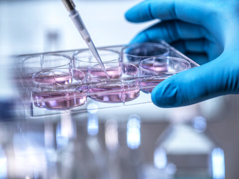 Male scientist holds a microplate and uses a pipette in a laboratory