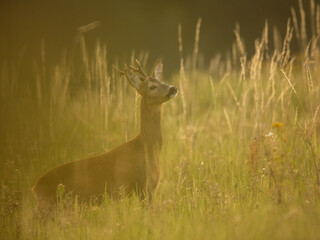 roe deer rut  © rasto24