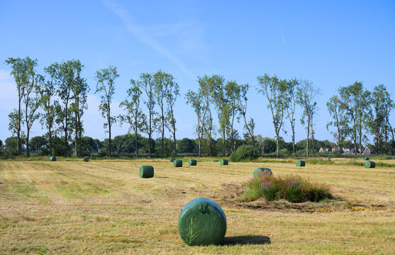 Green wrapped hay bale in a dry field in Sprang-Capelle