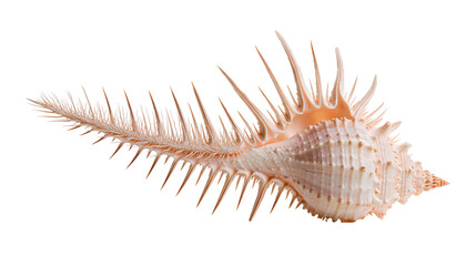Venus comb murex seashell with long sharp spines and textured spiral body © Lyra