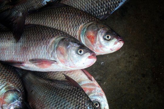 big catla carp fish in nice blur background HD