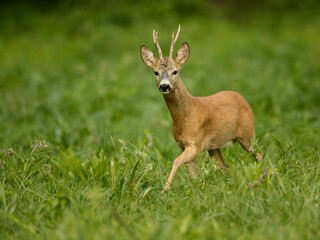 roe deer rut  © rasto24