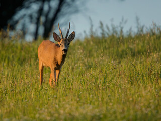 roe deer rut  © rasto24