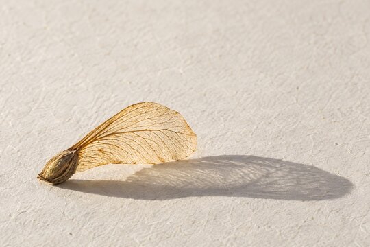 Translucent Winged Seed Casting a Long Shadow on Cream Textured Paper