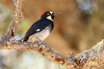 Obraz premium An Acorn Woodpecker, Melanerpes formicivorus, perching on a branch of a tree.