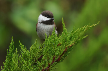 A Chestnut-backed Chickadee, Poecile rufescens, hunting for insects in a tree. © Sandra Standbridge