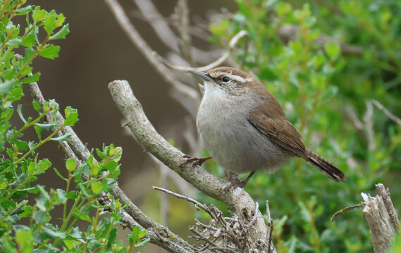 A Bewick's Wren, Thryomanes bewickii, perching in a tree.