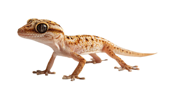 Spotted brown and orange gecko lizard with large dark eyes