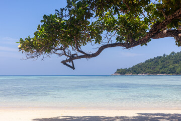 Fototapeta premium A large leafy tree branch extends over a sandy beach with clear turquoise water at Koh Surin, Thailand.