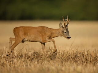 roe deer rut  © rasto24