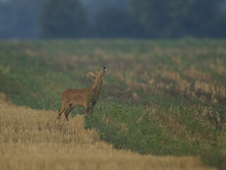 roe deer rut  © rasto24