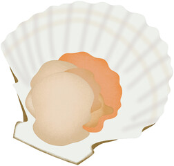 sea scallop illustration © Natthida Singson