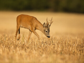 roe deer rut  © rasto24