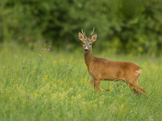roe deer rut  © rasto24