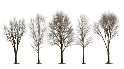 Five deciduous trees without leaves in winter season © Peregrine