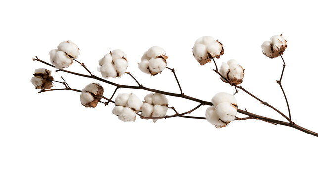 Dried cotton plant branch with fluffy white bolls on thin brown stems