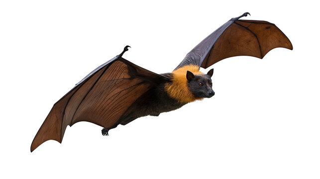 Flying giant golden-crowned fruit bat with spread wings