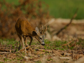 roe deer rut  © rasto24