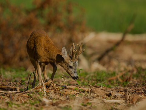 roe deer rut 