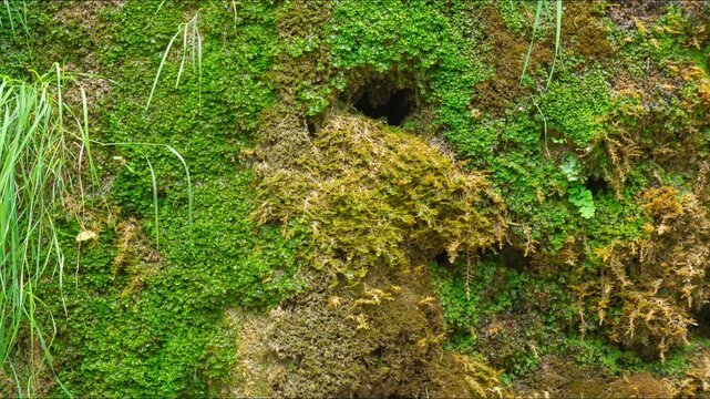 Timelapse: tiny waterdrops falling on moss close-up