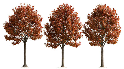 Three deciduous maple trees with vibrant red and orange autumn foliage © Peregrine