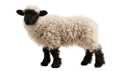 Valais Blacknose lamb with curly cream wool and black face and legs © Peregrine