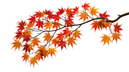 Vibrant orange and red Japanese maple tree branch with autumn foliage © Peregrine