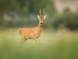 Fototapeta premium roe deer rut 