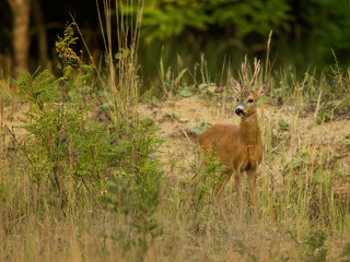 roe deer rut  © rasto24