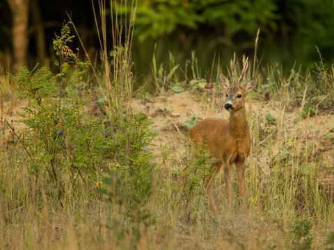 roe deer rut 